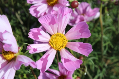 Picture of Cosmos - Hummingbird Lilac